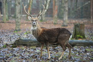 02.12.2024. Lisów. Zoo Leśne Zacisze / Fot. Wiktor Taszłow - Radio Kielce