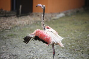 02.12.2024. Lisów. Zoo Leśne Zacisze / Fot. Wiktor Taszłow - Radio Kielce