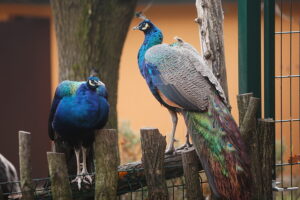 02.12.2024. Lisów. Zoo Leśne Zacisze / Fot. Wiktor Taszłow - Radio Kielce