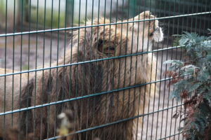 02.12.2024. Lisów. Zoo Leśne Zacisze / Fot. Wiktor Taszłow - Radio Kielce