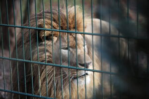 02.12.2024. Lisów. Zoo Leśne Zacisze / Fot. Wiktor Taszłow - Radio Kielce