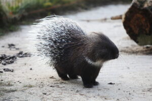 02.12.2024. Lisów. Zoo Leśne Zacisze / Fot. Wiktor Taszłow - Radio Kielce