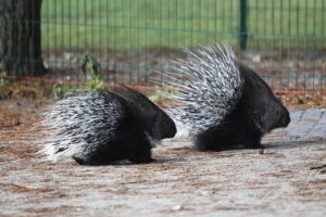 02.12.2024. Lisów. Zoo Leśne Zacisze / Fot. Wiktor Taszłow - Radio Kielce