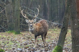 02.12.2024. Lisów. Zoo Leśne Zacisze / Fot. Wiktor Taszłow - Radio Kielce