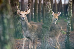 02.12.2024. Lisów. Zoo Leśne Zacisze / Fot. Wiktor Taszłow - Radio Kielce