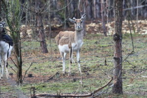 02.12.2024. Lisów. Zoo Leśne Zacisze / Fot. Wiktor Taszłow - Radio Kielce