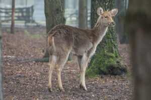 02.12.2024. Lisów. Zoo Leśne Zacisze / Fot. Wiktor Taszłow - Radio Kielce