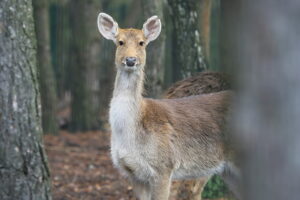 02.12.2024. Lisów. Zoo Leśne Zacisze / Fot. Wiktor Taszłow - Radio Kielce