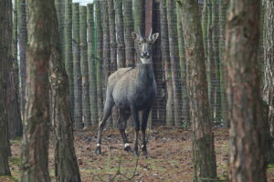 02.12.2024. Lisów. Zoo Leśne Zacisze / Fot. Wiktor Taszłow - Radio Kielce