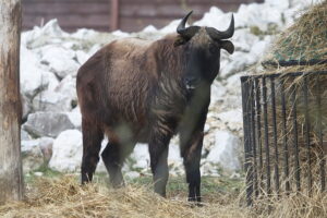 02.12.2024. Lisów. Zoo Leśne Zacisze / Fot. Wiktor Taszłow - Radio Kielce