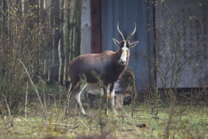 02.12.2024. Lisów. Zoo Leśne Zacisze / Fot. Wiktor Taszłow - Radio Kielce