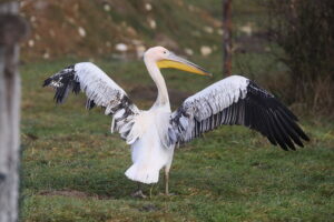 02.12.2024. Lisów. Zoo Leśne Zacisze / Fot. Wiktor Taszłow - Radio Kielce