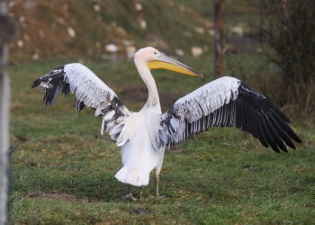 Dzień Miłośników Zoo