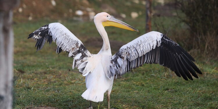 Dzień Miłośników Zoo - Radio Kielce Dzień Miłośników Zoo