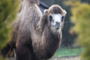 02.12.2024. Lisów. Zoo Leśne Zacisze / Fot. Wiktor Taszłow - Radio Kielce