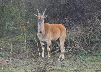 Zoo „Leśne Zacisze” w Lisowie, antylopa Eland / Fot. Wiktor Taszłow - Radio Kielce