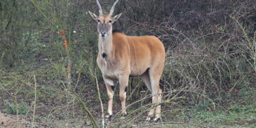 Zoo „Leśne Zacisze” w Lisowie, antylopa Eland / Fot. Wiktor Taszłow - Radio Kielce