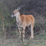 Zoo „Leśne Zacisze” w Lisowie, antylopa Eland / Fot. Wiktor Taszłow - Radio Kielce