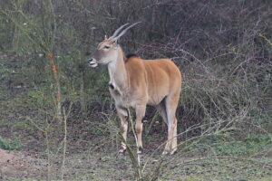 Zoo „Leśne Zacisze” w Lisowie, antylopa Eland / Fot. Wiktor Taszłow - Radio Kielce