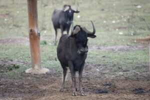 02.12.2024. Lisów. Zoo Leśne Zacisze / Fot. Wiktor Taszłow - Radio Kielce