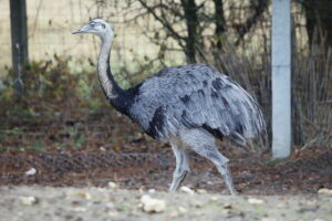 02.12.2024. Lisów. Zoo Leśne Zacisze / Fot. Wiktor Taszłow - Radio Kielce