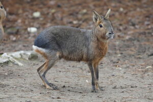 02.12.2024. Lisów. Zoo Leśne Zacisze / Fot. Wiktor Taszłow - Radio Kielce