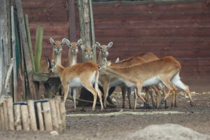 02.12.2024. Lisów. Zoo Leśne Zacisze / Fot. Wiktor Taszłow - Radio Kielce