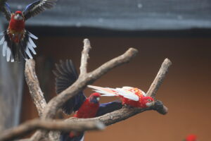 02.12.2024. Lisów. Zoo Leśne Zacisze / Fot. Wiktor Taszłow - Radio Kielce