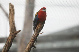 02.12.2024. Lisów. Zoo Leśne Zacisze / Fot. Wiktor Taszłow - Radio Kielce