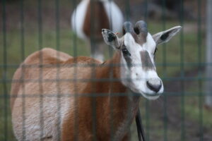 02.12.2024. Lisów. Zoo Leśne Zacisze / Fot. Wiktor Taszłow - Radio Kielce