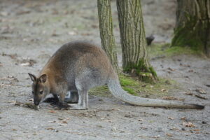 02.12.2024. Lisów. Zoo Leśne Zacisze / Fot. Wiktor Taszłow - Radio Kielce