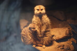 02.12.2024. Lisów. Zoo Leśne Zacisze / Fot. Wiktor Taszłow - Radio Kielce