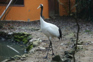 02.12.2024. Lisów. Zoo Leśne Zacisze / Fot. Wiktor Taszłow - Radio Kielce