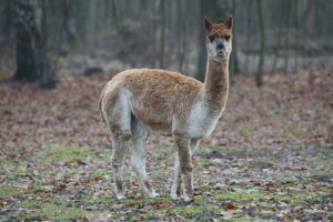 02.12.2024. Lisów. Zoo Leśne Zacisze / Fot. Wiktor Taszłow - Radio Kielce