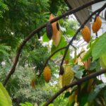 Muzyczne podróże przez świat. Ekwador / Fot. Barbara Libiszowska-Pawlak