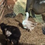 21.12.2024. Sandomierz. Żywa szopka / Fot. Grażyna Szlęzak - Radio Kielce