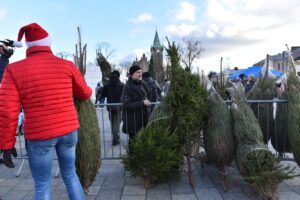 Końskie. Rozdawanie choinek podczas Jarmarku Bożonarodzeniowego / Fot. Magdalena Galas-Klusek - Radio Kielce