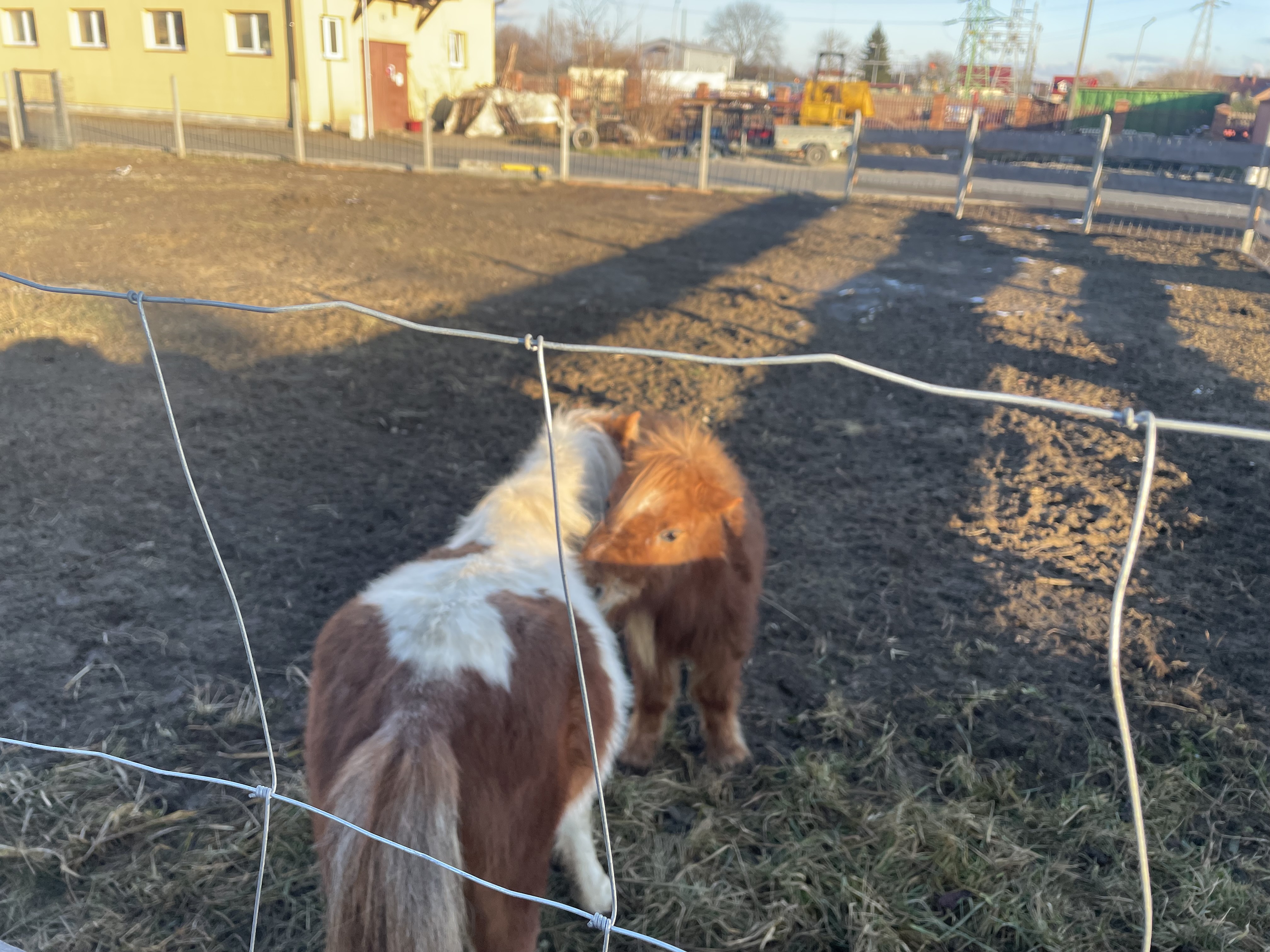 Żywa szopka przyciąga tłumy