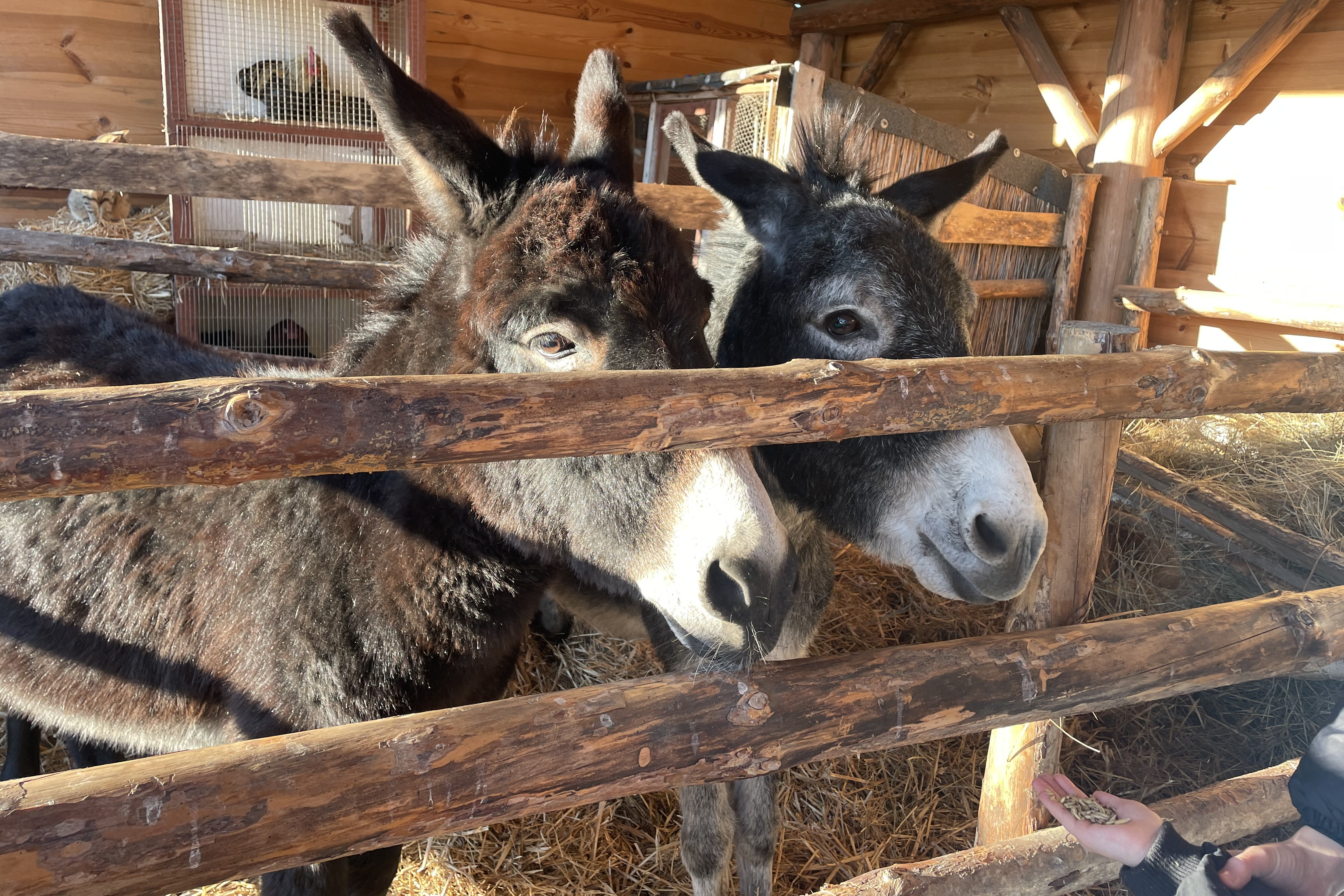 Osiołek, konie, owce – kto jeszcze zamieszka w żywej szopce?