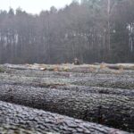 X Regionalna Submisja Drewna Szczególnego w RDLP w Radomiu / Fot. Edyta Nowicka - Regionalna Dyrekcja Lasów Państwowych w Radomiu