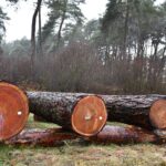 X Regionalna Submisja Drewna Szczególnego w RDLP w Radomiu / Fot. Edyta Nowicka - Regionalna Dyrekcja Lasów Państwowych w Radomiu