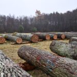 X Regionalna Submisja Drewna Szczególnego w RDLP w Radomiu / Fot. Edyta Nowicka - Regionalna Dyrekcja Lasów Państwowych w Radomiu