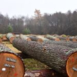 X Regionalna Submisja Drewna Szczególnego w RDLP w Radomiu / Fot. Edyta Nowicka - Regionalna Dyrekcja Lasów Państwowych w Radomiu