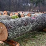 X Regionalna Submisja Drewna Szczególnego w RDLP w Radomiu / Fot. Edyta Nowicka - Regionalna Dyrekcja Lasów Państwowych w Radomiu