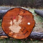 X Regionalna Submisja Drewna Szczególnego w RDLP w Radomiu / Fot. Edyta Nowicka - Regionalna Dyrekcja Lasów Państwowych w Radomiu