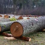 X Regionalna Submisja Drewna Szczególnego w RDLP w Radomiu / Fot. Edyta Nowicka - Regionalna Dyrekcja Lasów Państwowych w Radomiu