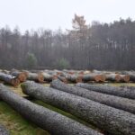 X Regionalna Submisja Drewna Szczególnego w RDLP w Radomiu / Fot. Edyta Nowicka - Regionalna Dyrekcja Lasów Państwowych w Radomiu