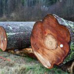 X Regionalna Submisja Drewna Szczególnego w RDLP w Radomiu / Fot. Edyta Nowicka - Regionalna Dyrekcja Lasów Państwowych w Radomiu