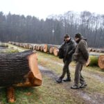 Drewno o wyjątkowych walorach na licytacji
