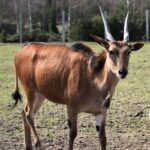 Nowi mieszkańcy zoo w Lisowie